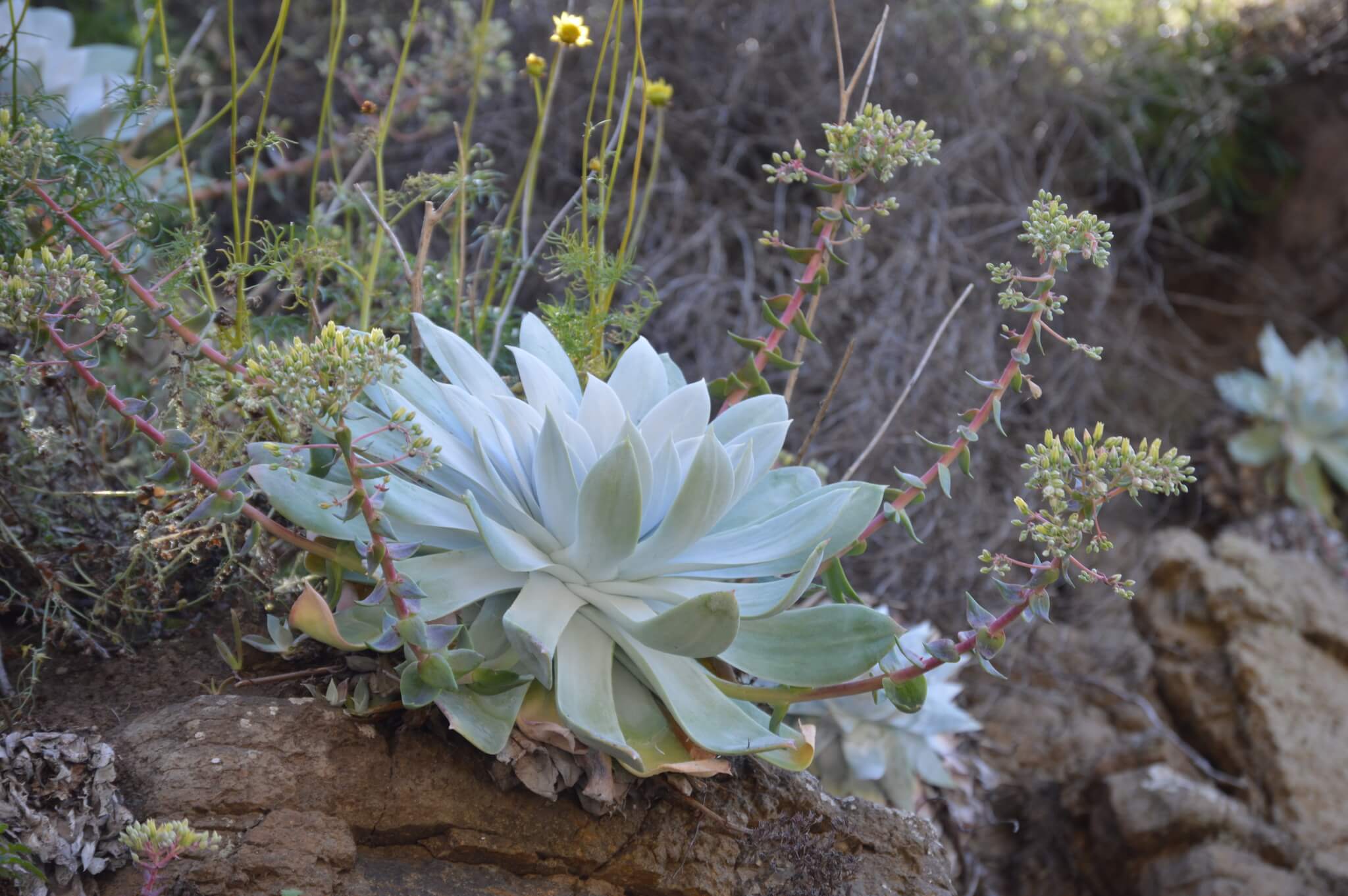 Dudleya brittonii